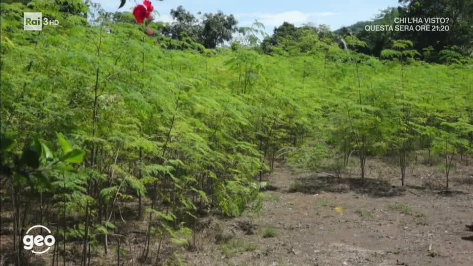 L'albero dei miracoli