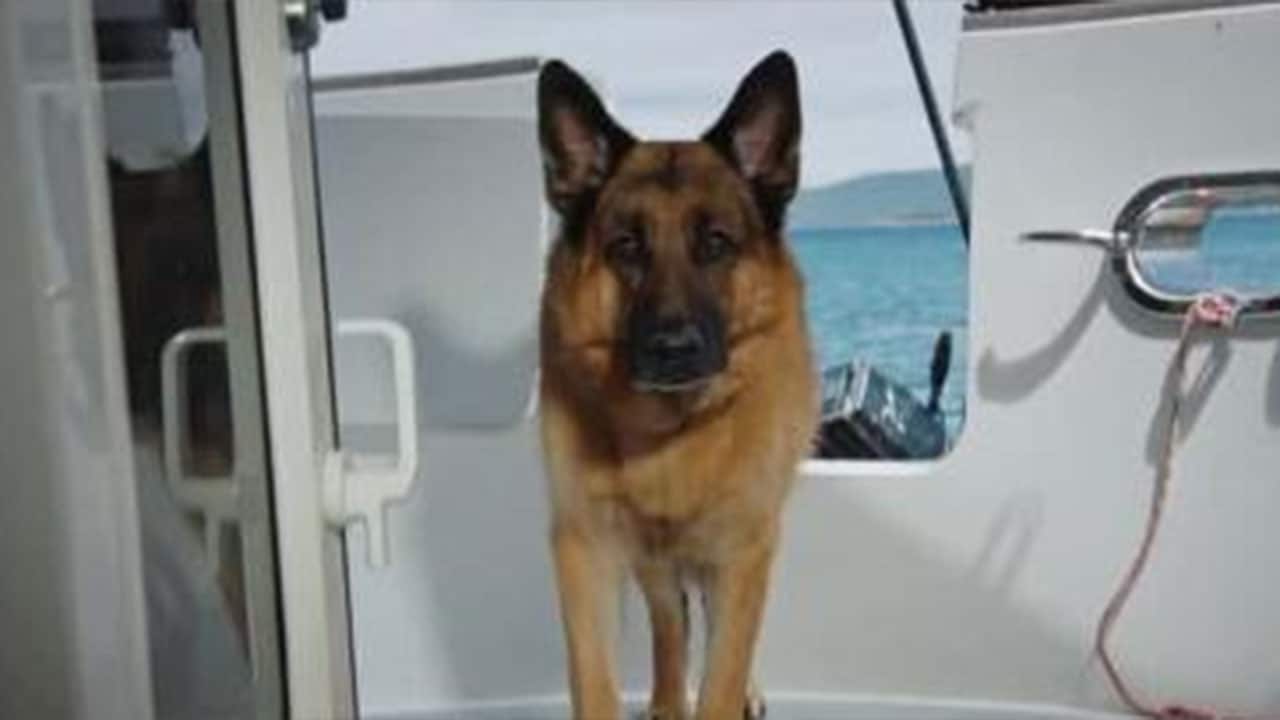 Hudson Rex - S4E5 - Solo per vendetta