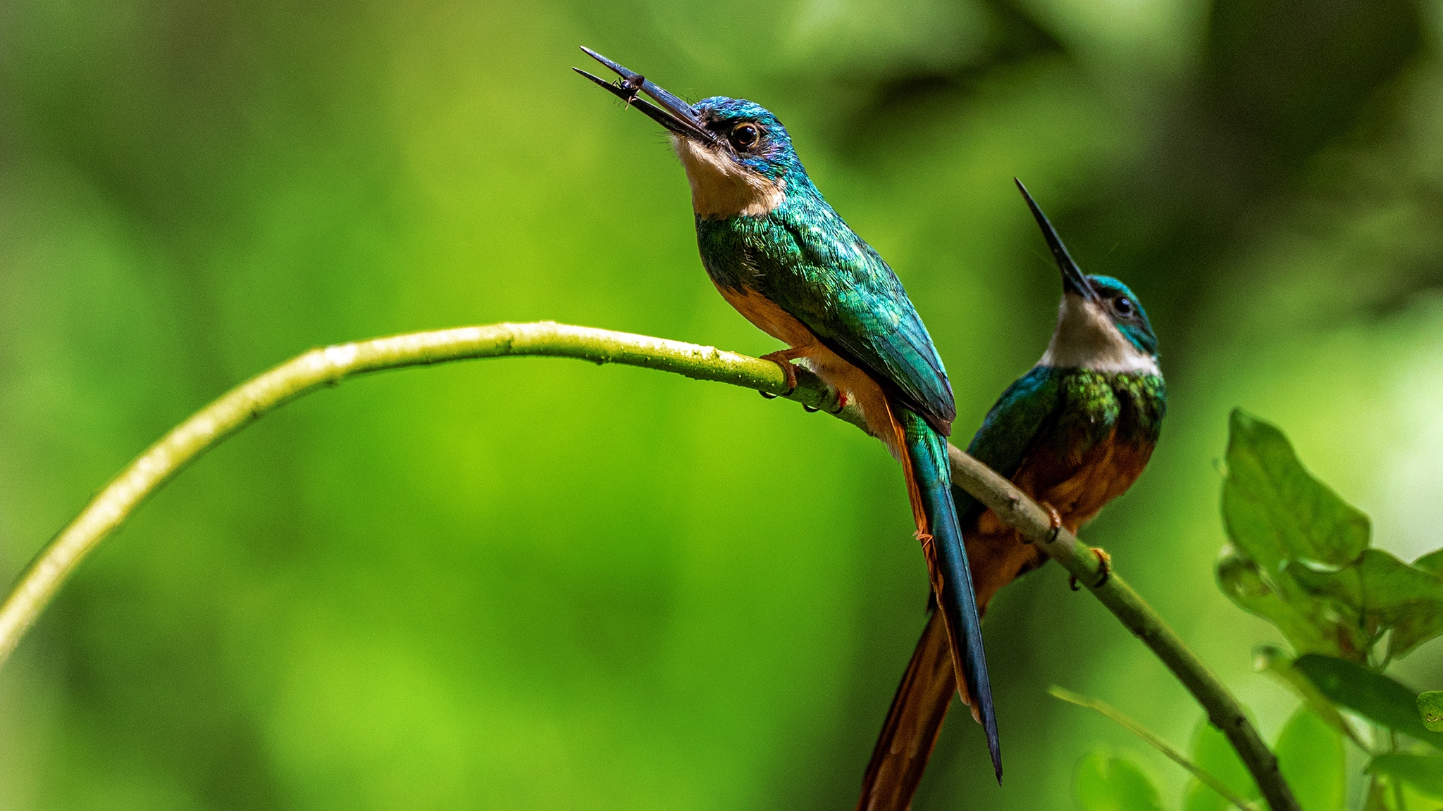 Nel Cuore Selvaggio della Colombia - S1E2 - Il viaggio del colibrì