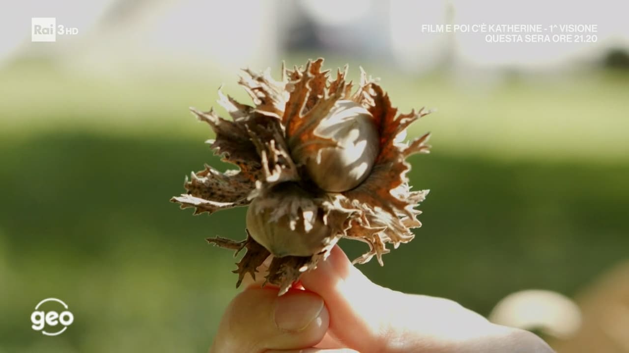 La tonda gentile - Geo - 11/03/2022 - La tonda gentile - 11/03/2022