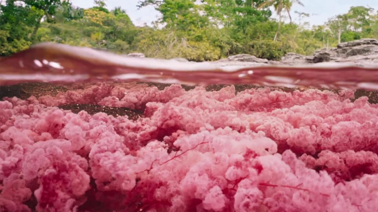 Il Pianeta Verde - S1E2 - Mondi sommersi