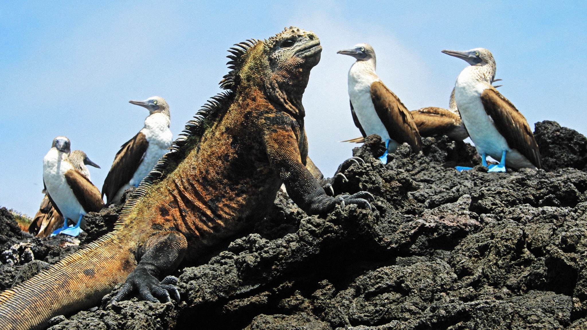 Evolution - Animali Stupefacenti