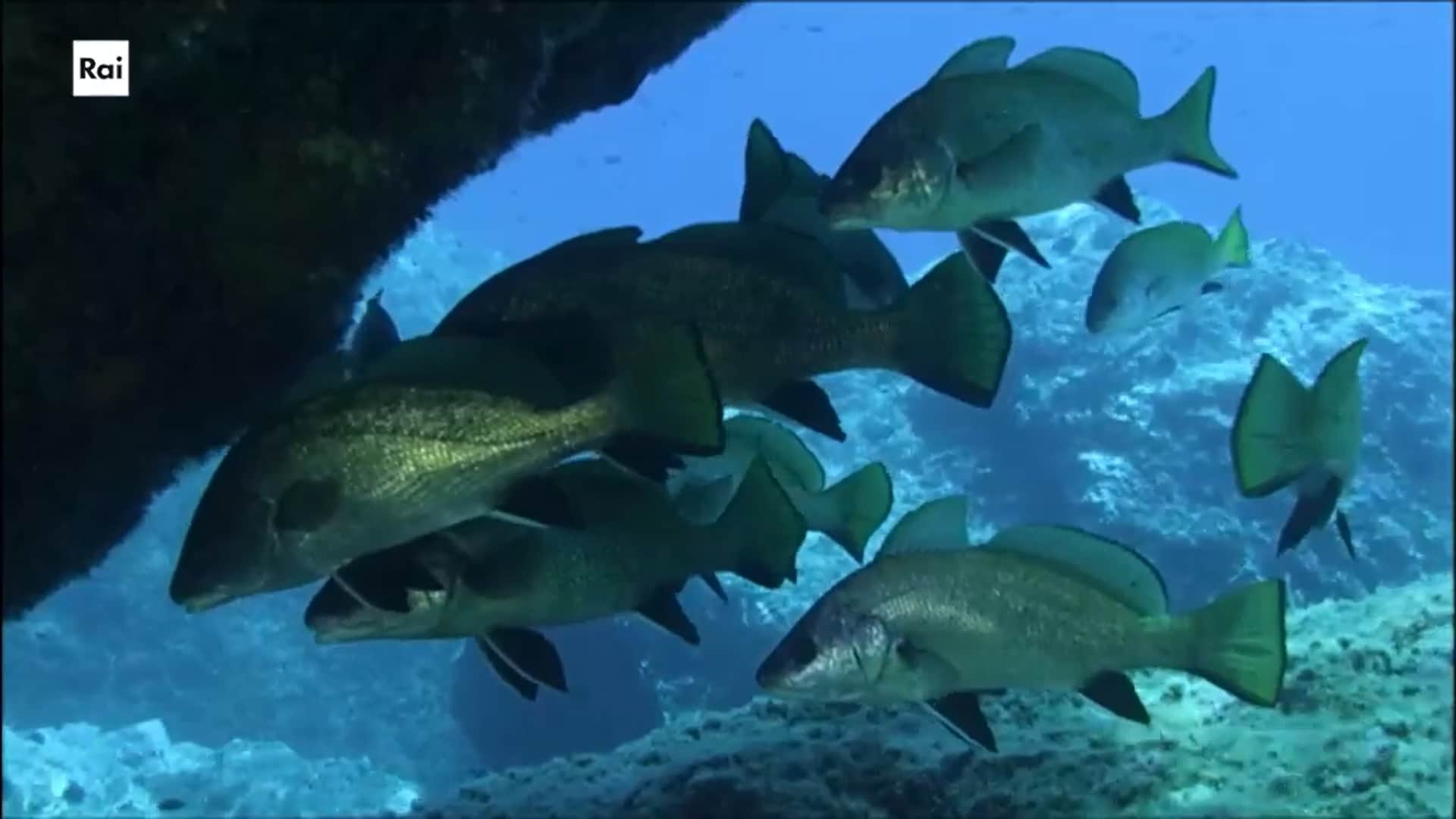 Casa Sapiens. Mari di vita ep.2