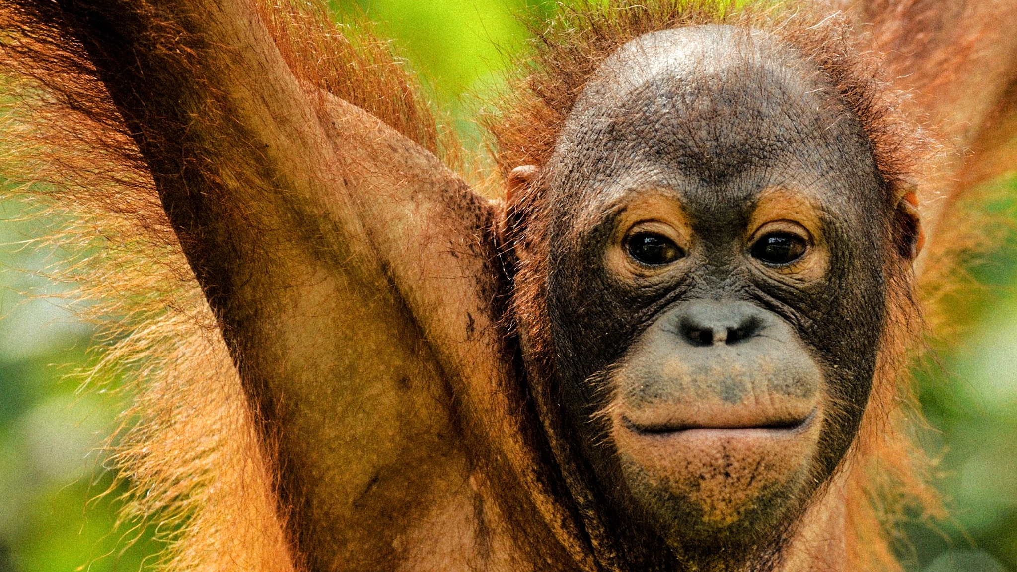 I meccanismi della natura Ep. 4 - La for