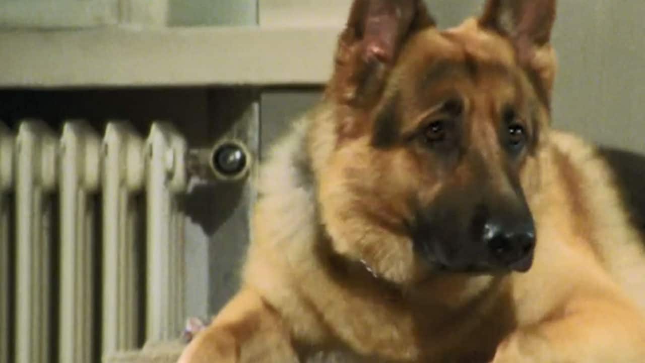 Il commissario Rex - S6E4 - Giocattoli antichi