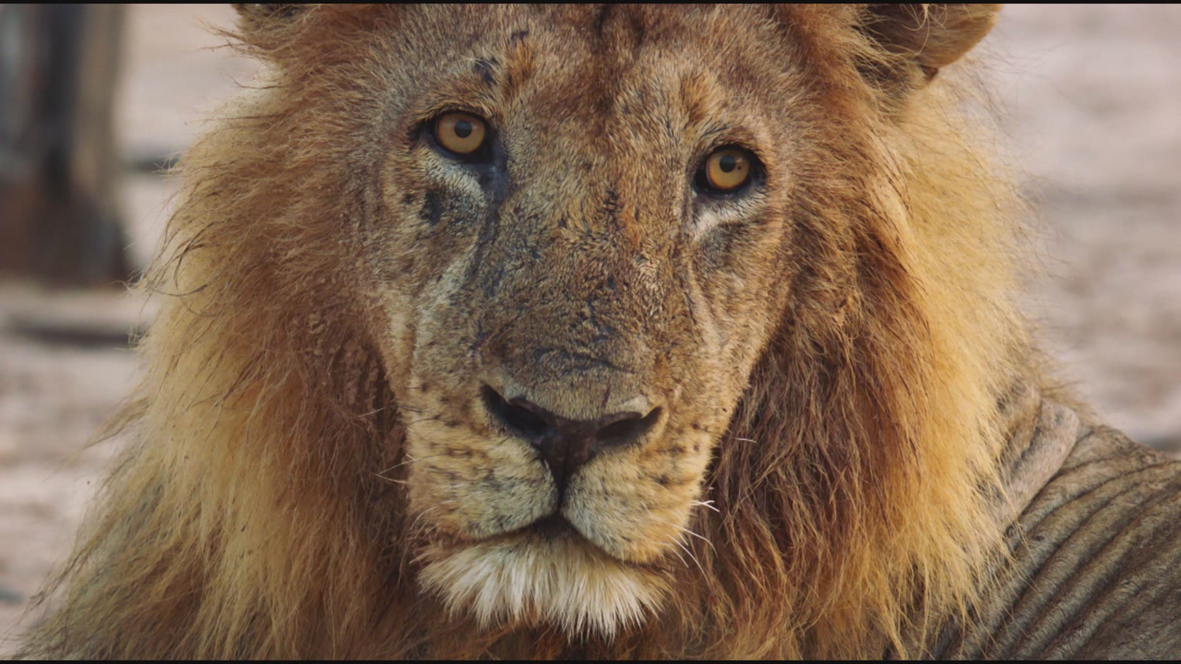 Big Cat Country - S1 Ep3