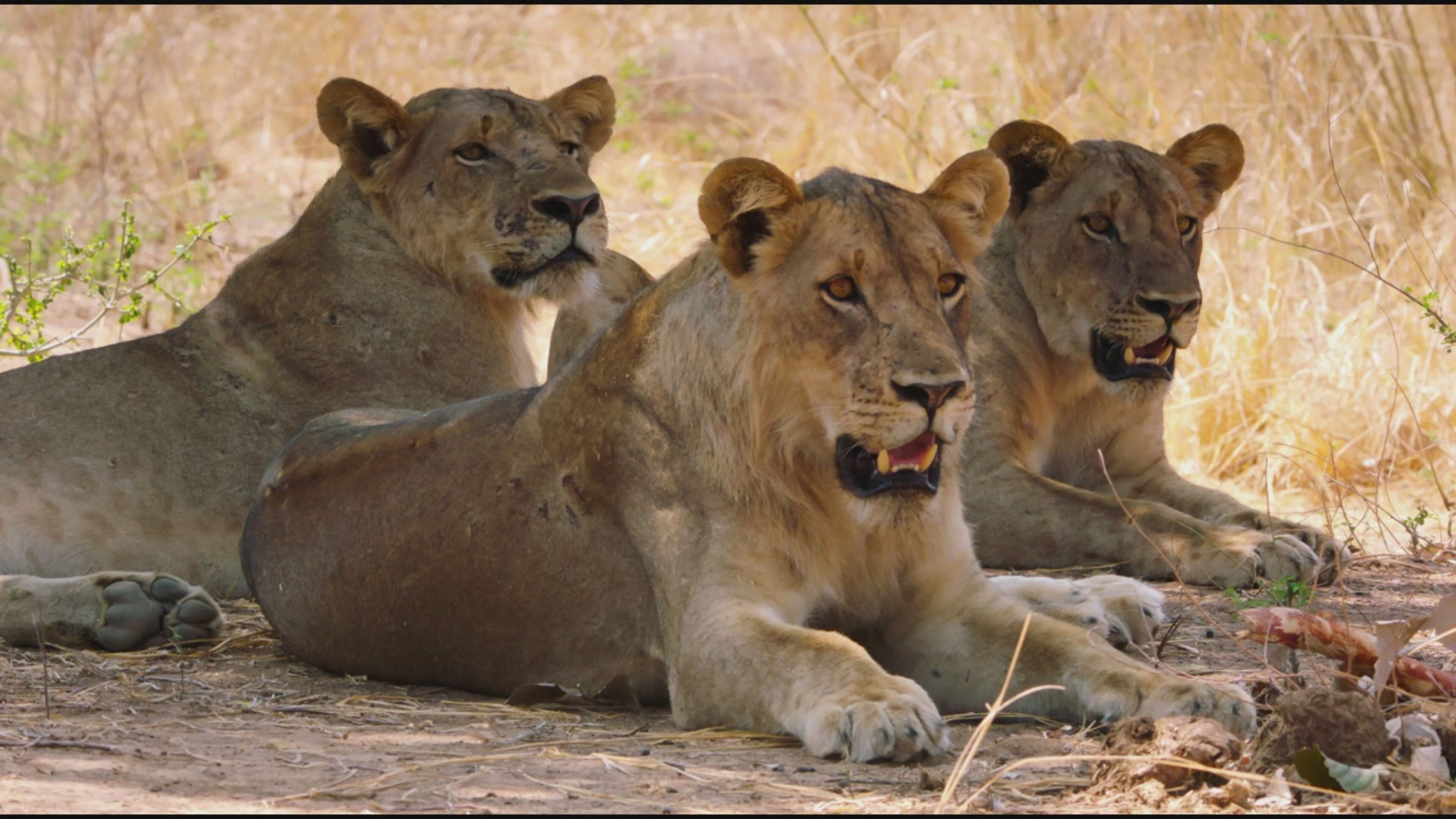 Big Cat Country - S1 Ep4