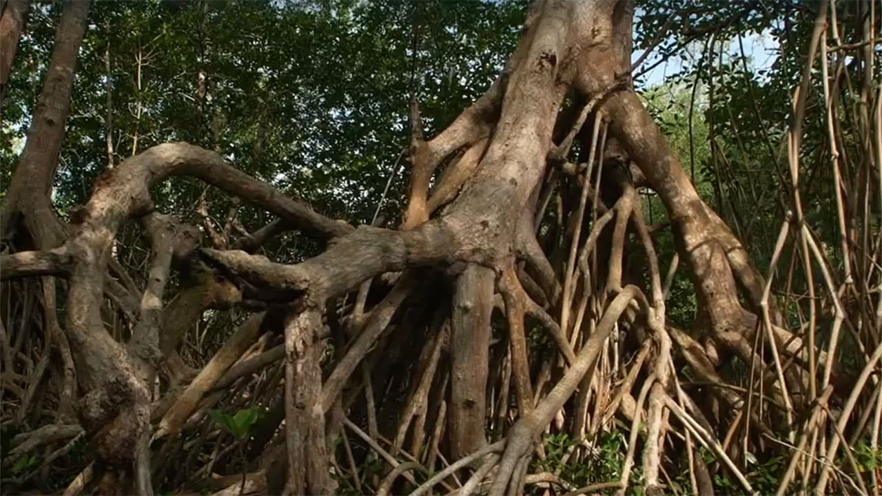 Radici della vita - S1E2 La grande mangrovia rossa