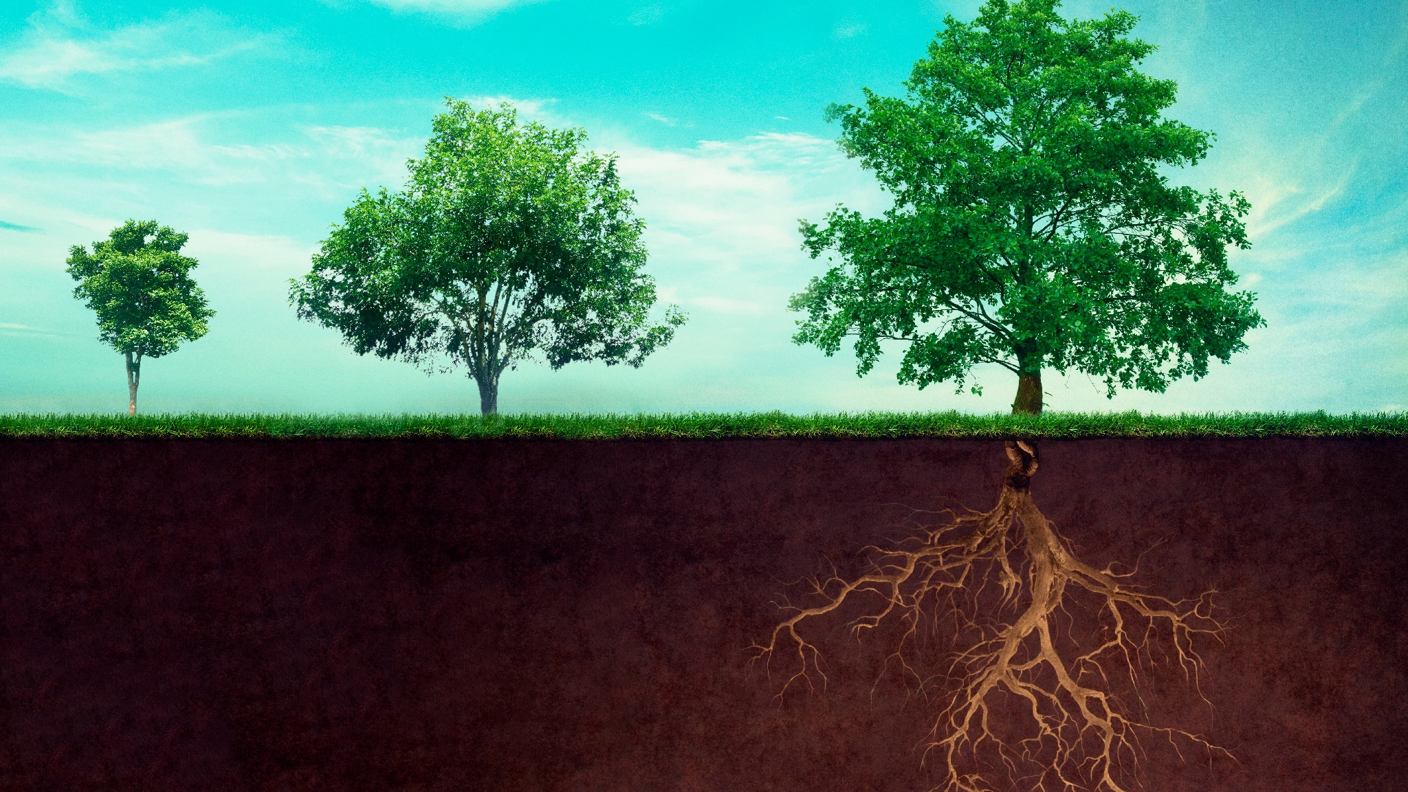 Radici della vita. La grande mangrovia r