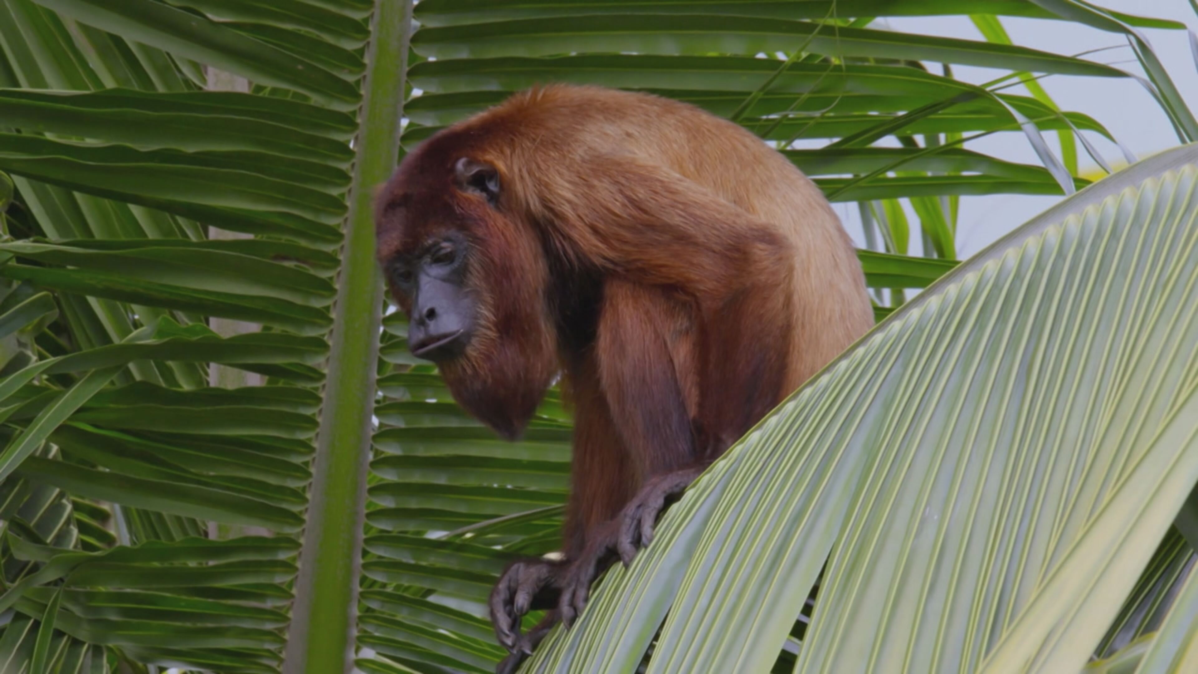 Guyana - S1 Ep3 La foresta del giaguaro