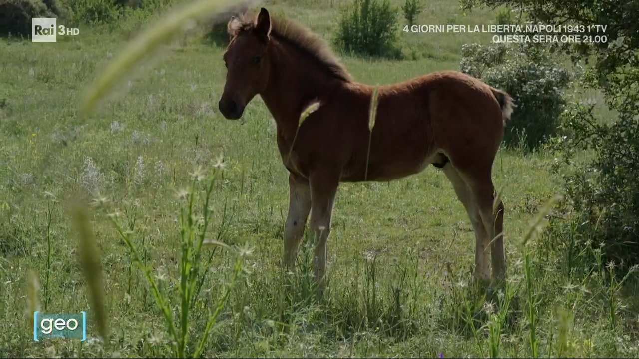 Mille in cammino - Geo - 29/09/2023 - Mille in cammino - 29/09/2023