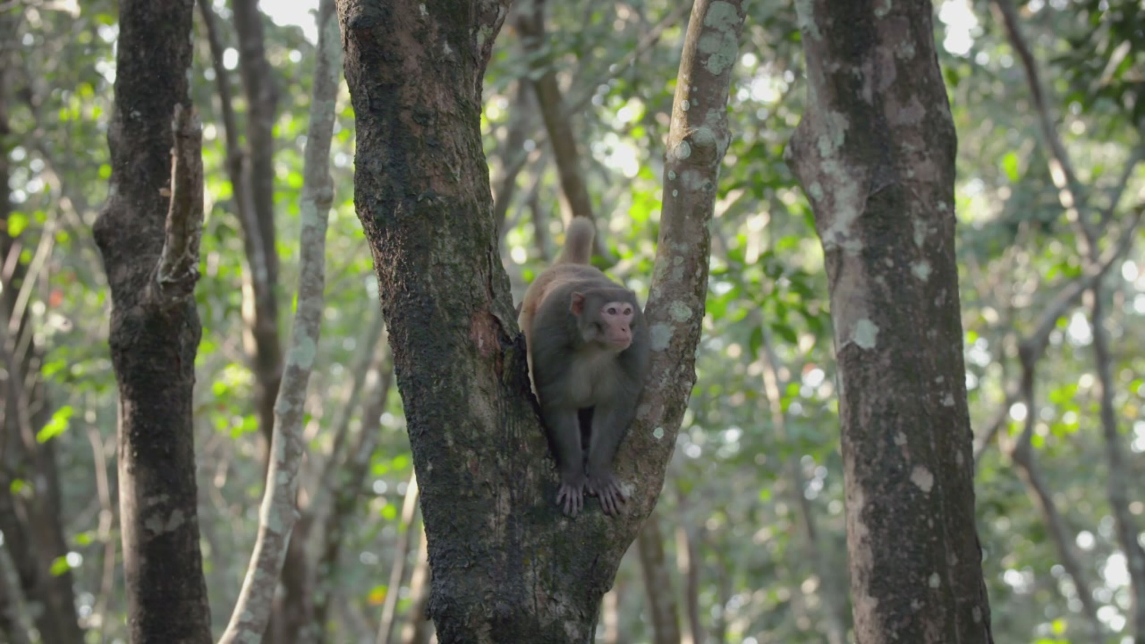 Into the wild: India - S1 Ep1 Vita da gibbone