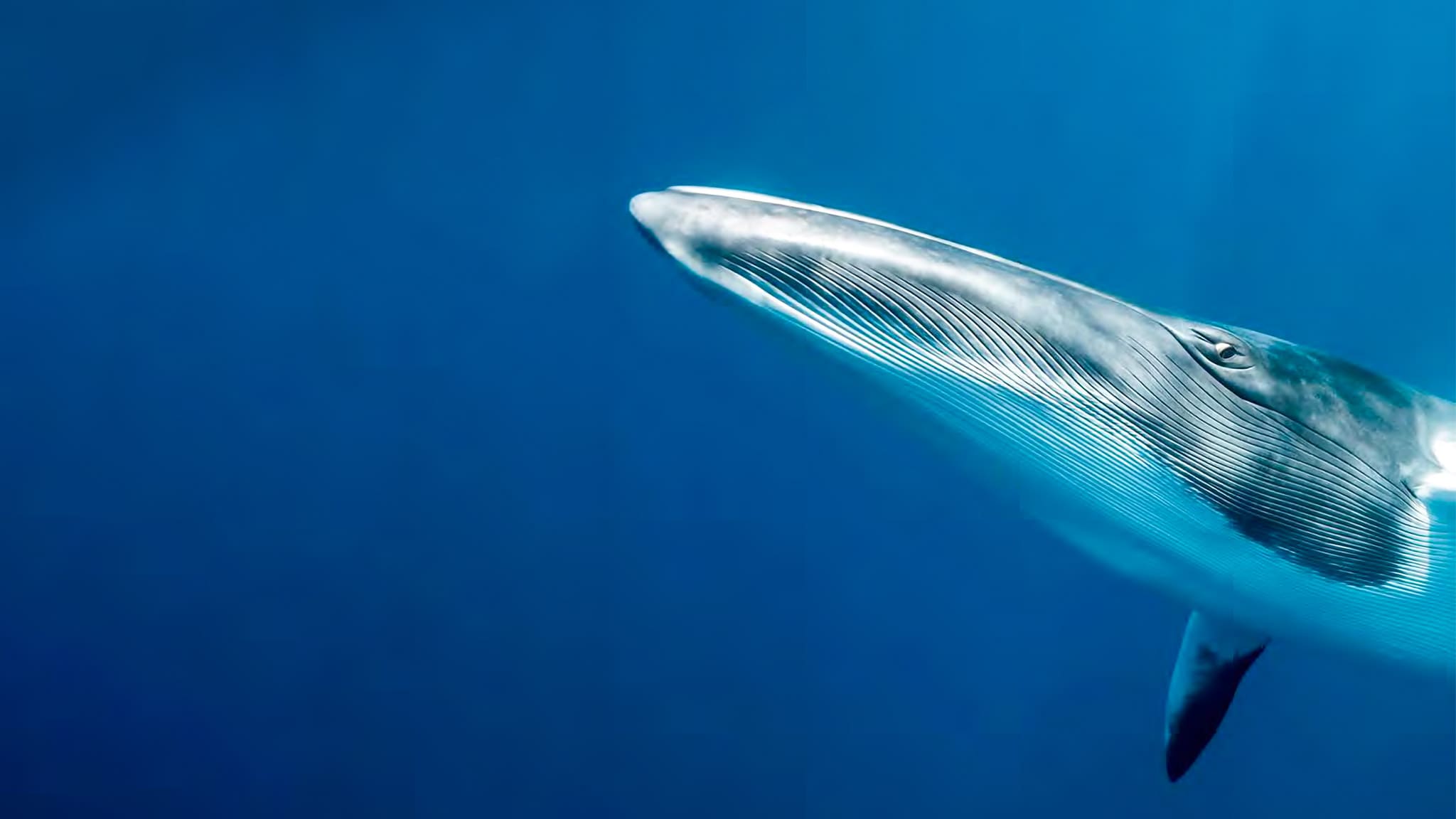 Le sentinelle della Grande Barriera Corallina - E2 - I giganti dei mari