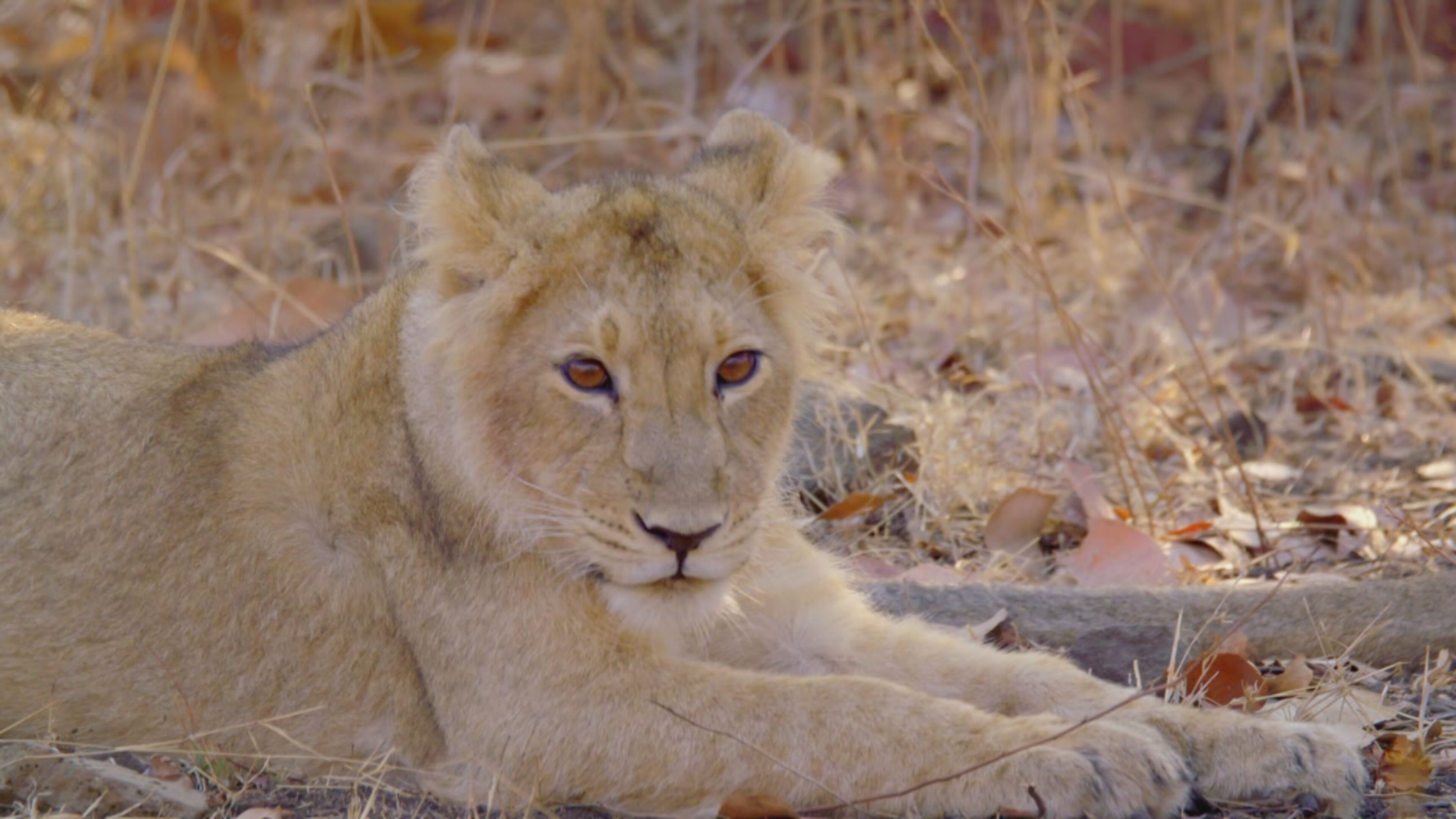 Into the wild: india - S1 Ep6 I giovani animali del deserto