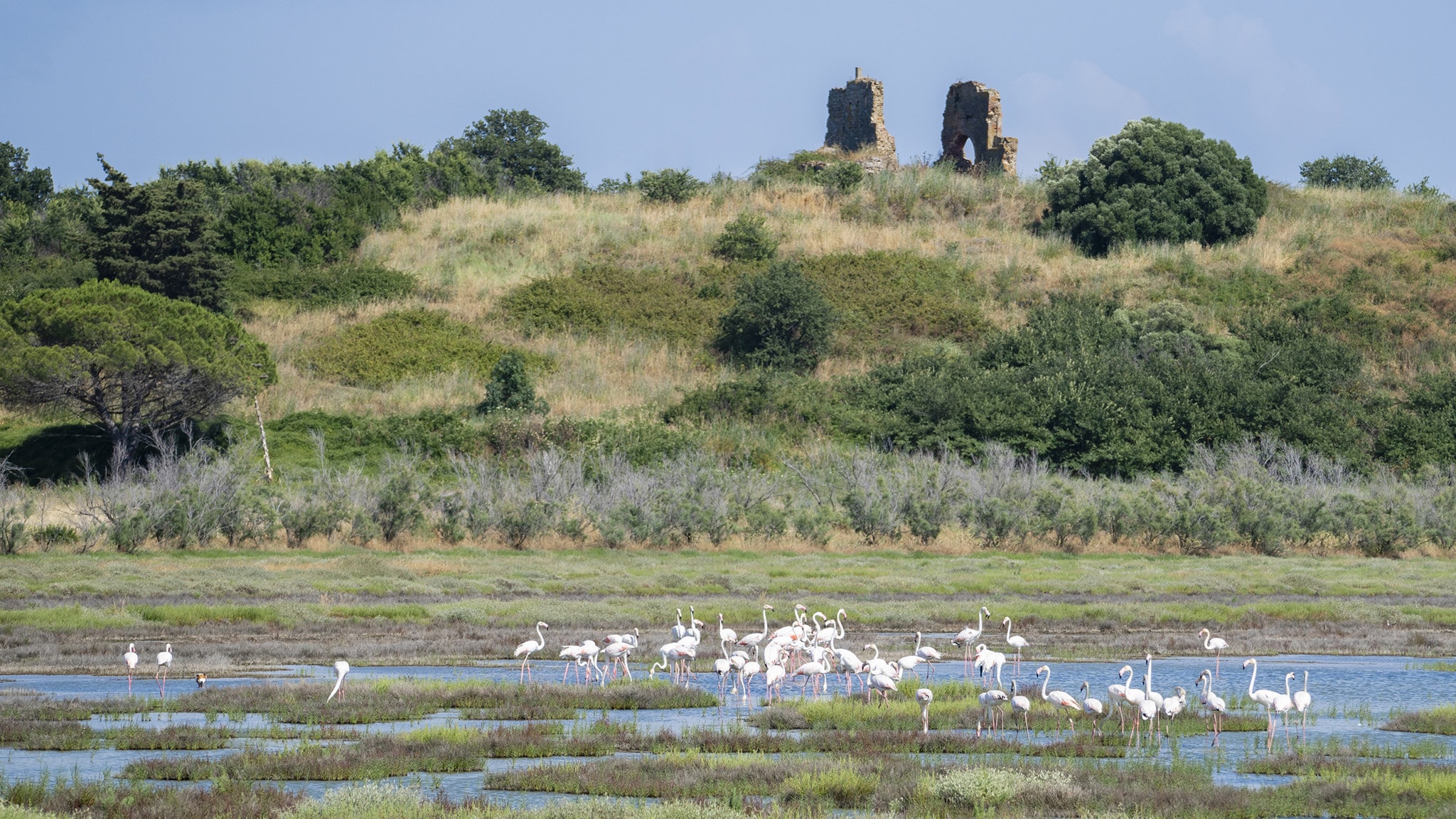 Evolution - Maremma pt 2