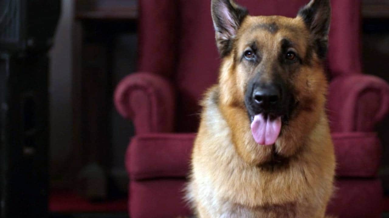 Hudson  Rex - S2E1 - Fine di una star