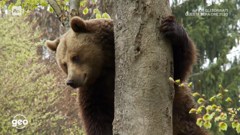 Salviamo l'orso - 20/12/2019